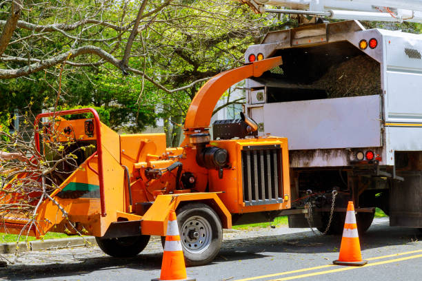 Best Tree Removal Services  in Marlboro Village, MD